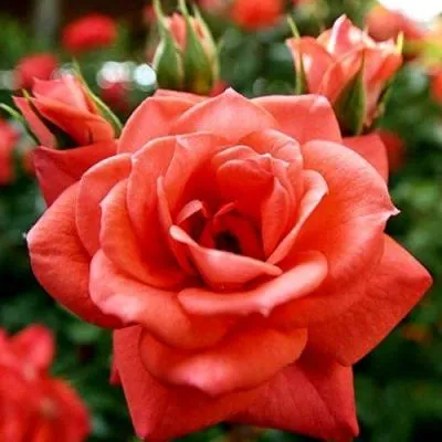 Ремонтантные гибриды в Витебске