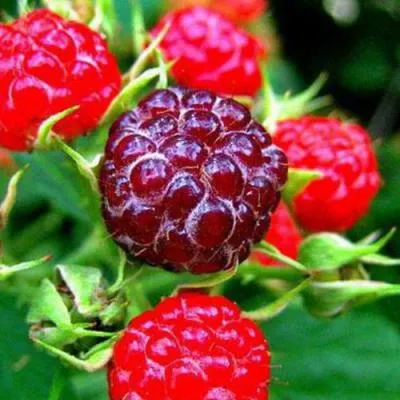 Княженика в Витебске