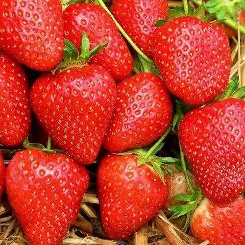 Клубника КВИКИ  Клубника КВИКИ в Витебске