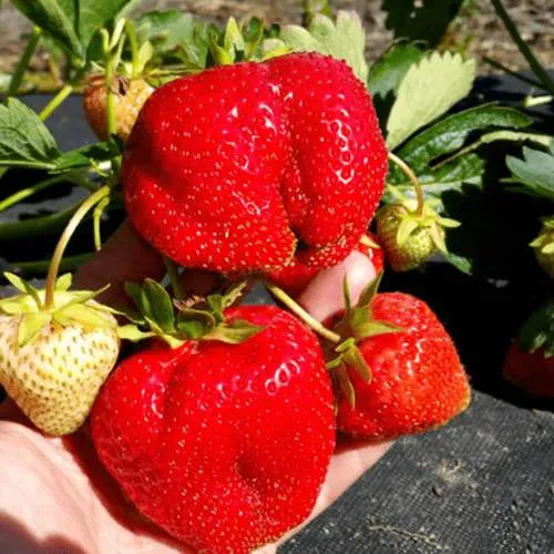 Клубника АПРИКА  Клубника АПРИКА в Витебске