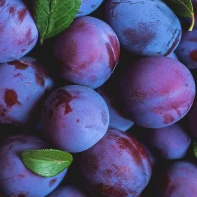 Слива в Витебске