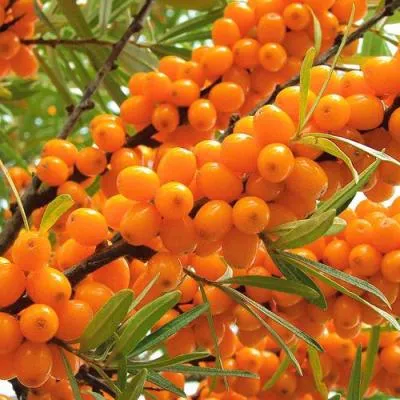 Облепиха в Витебске