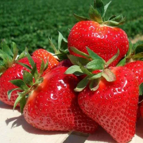 Клубника ДЖОЛИ  Клубника ДЖОЛИ в Витебске