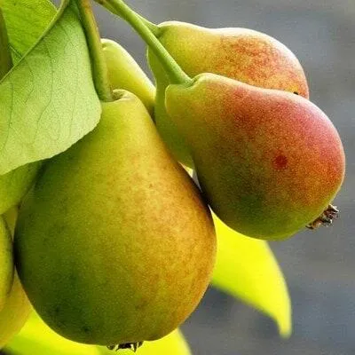 Груша в Витебске