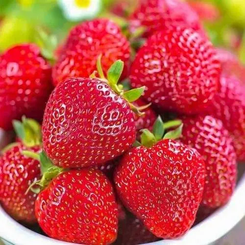 Клубника СИЛЬВИЯ  Клубника СИЛЬВИЯ в Витебске