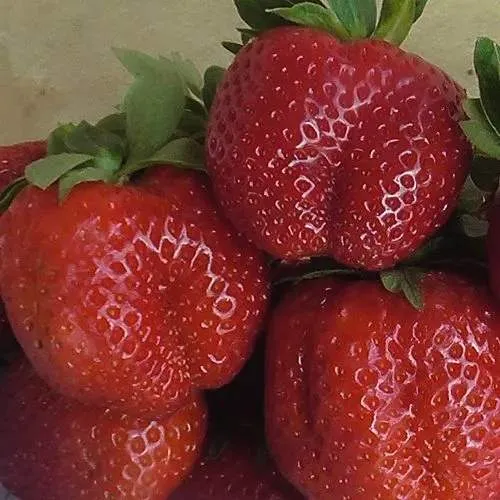 Клубника ДЕСТЕНИ  Клубника ДЕСТЕНИ в Витебске