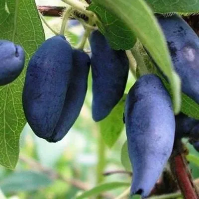 Жимолость съедобная в Витебске