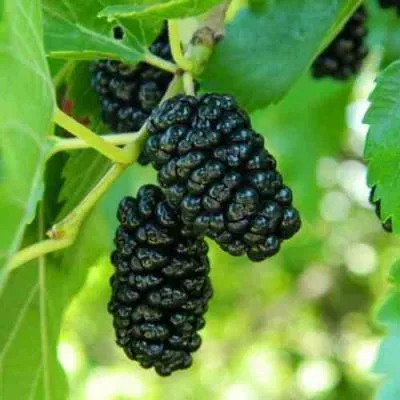 Шелковица в Витебске