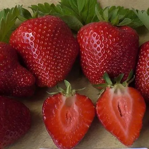 Клубника САНДРА  Клубника САНДРА в Витебске