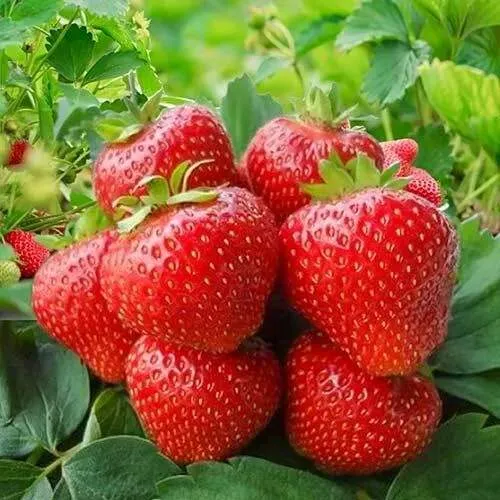 Клубника КИМБЕРЛИ  Клубника КИМБЕРЛИ в Витебске