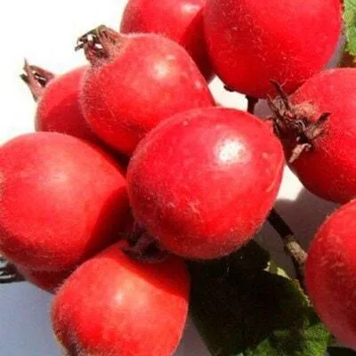 Боярышник в Витебске