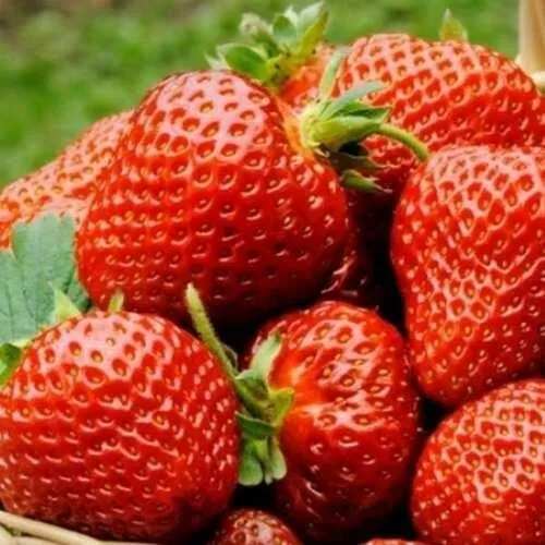 Клубника ФЛОРЕНС  Клубника ФЛОРЕНС в Витебске