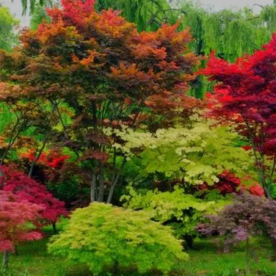 Лиственные деревья в Витебске