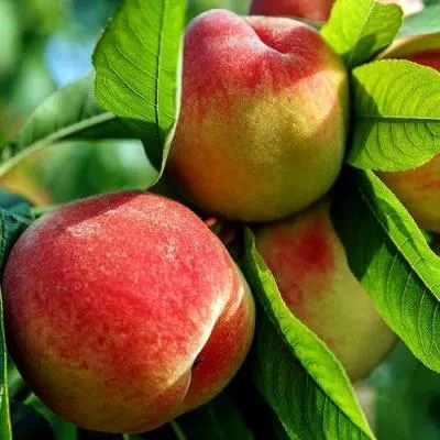 Персик в Витебске