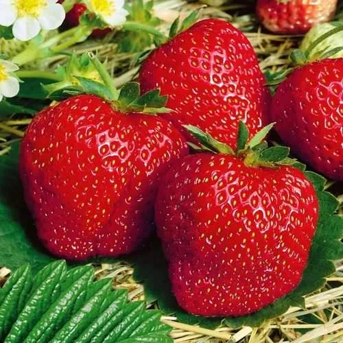 Клубника ВИМА ЗАНТА  Клубника ВИМА ЗАНТА в Витебске