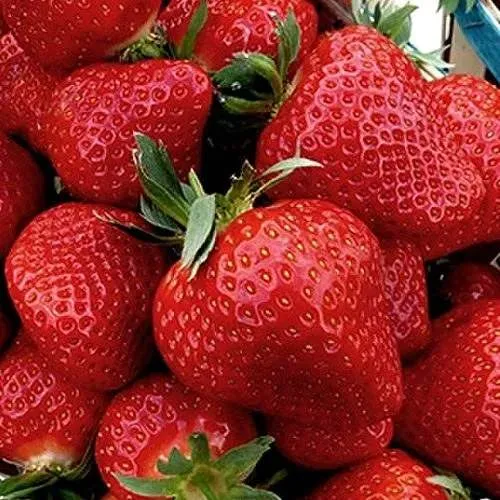 Клубника КЛЕРИ  Клубника КЛЕРИ в Витебске