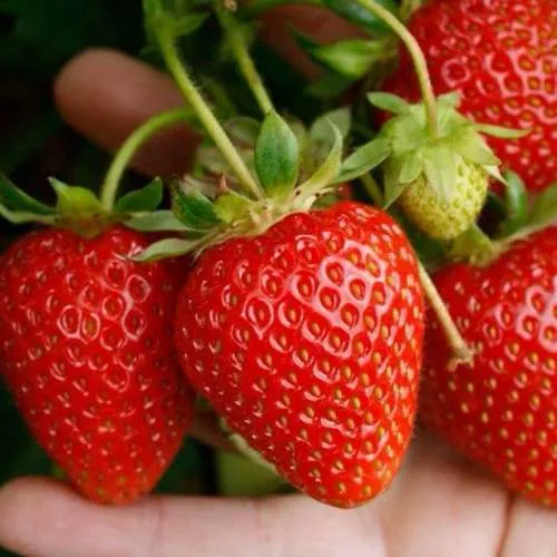 Клубника ПОРТОЛА ремонтантная  Клубника ПОРТОЛА ремонтантная в Витебске