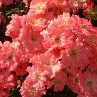 Почвопокровная роза в Витебске