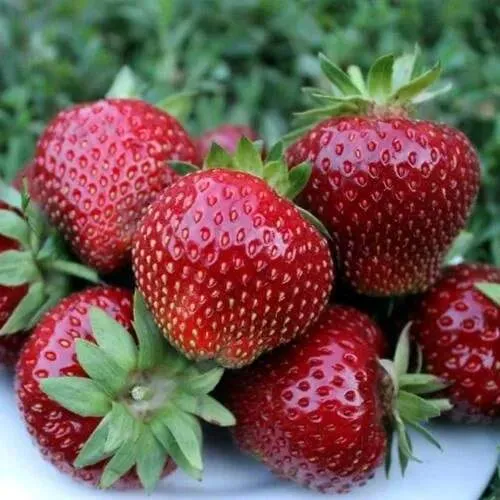 Клубника МАЛЬВИНА  Клубника МАЛЬВИНА в Витебске