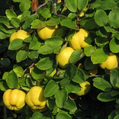 Айва в Витебске