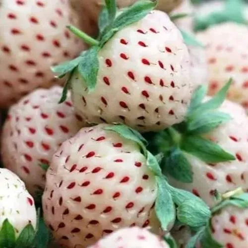 Клубника АНАНАСА ремонтантная  Клубника АНАНАСА ремонтантная в Витебске