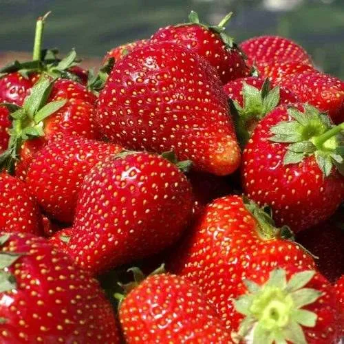 Клубника ПИРЧИНКЬЮ  Клубника ПИРЧИНКЬЮ в Витебске