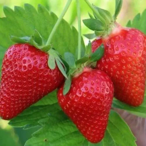 Клубника КЛОДИЯ  Клубника КЛОДИЯ в Витебске