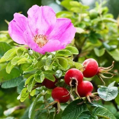 Шиповник в Витебске