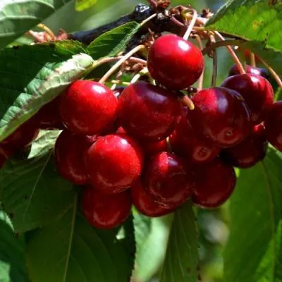 Вишня в Витебске