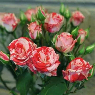 Миниатюрная роза в Витебске