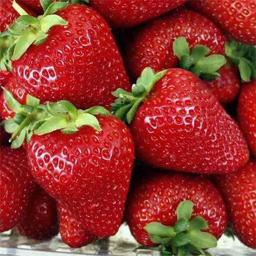 Клубника СКАЛА  Клубника СКАЛА в Витебске