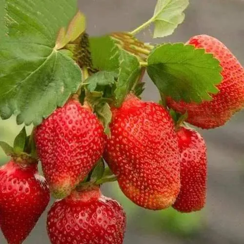 Клубника АЗИЯ  Клубника АЗИЯ в Витебске