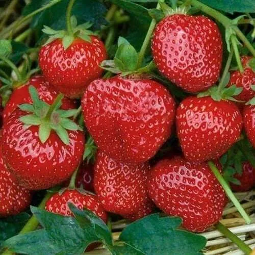 Клубника СЕЛЬВА ремонтантная  Клубника СЕЛЬВА ремонтантная в Витебске