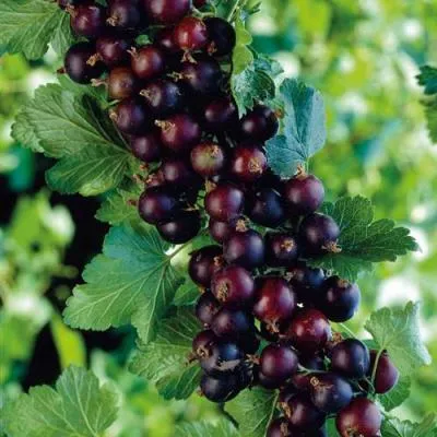 Йошта в Витебске