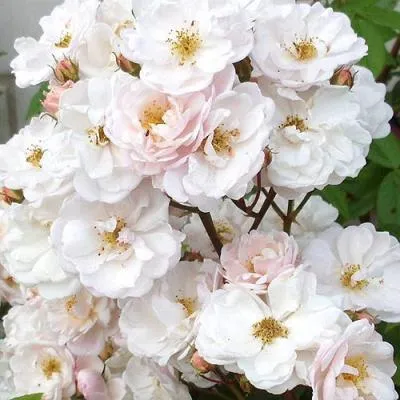 Мускусная роза в Витебске