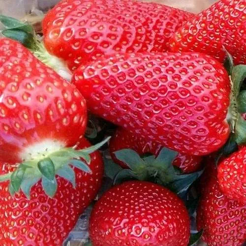 Клубника АМИ  Клубника АМИ в Витебске