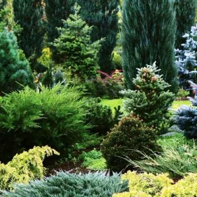 Хвойные растения в Витебске