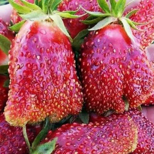 Клубника КУПЧИХА  Клубника КУПЧИХА в Витебске