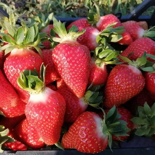 Клубника ЛЮЧИЯ  Клубника ЛЮЧИЯ в Витебске