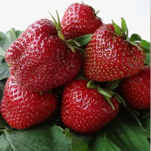 Клубника НАБИЛА  Клубника НАБИЛА в Витебске