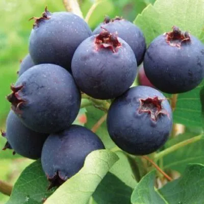 Ирга в Витебске