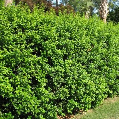 Живая изгородь в Витебске