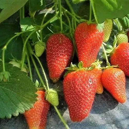 Клубника РОКСАНА  Клубника РОКСАНА в Витебске