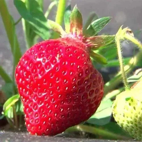 Клубника ХОНЕЙ  Клубника ХОНЕЙ в Витебске