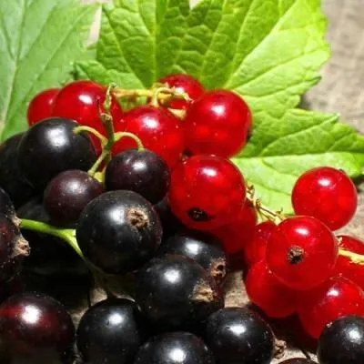 Смородина  в Витебске