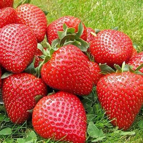 Клубника ЭЛИАНЕ  Клубника ЭЛИАНЕ в Витебске