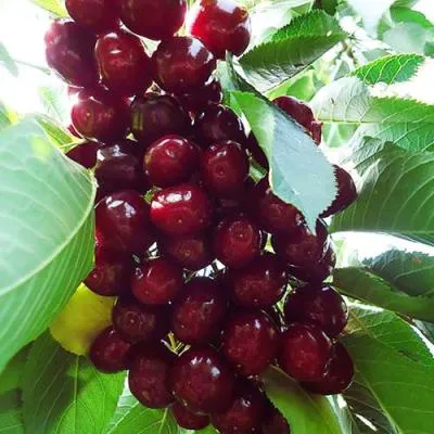 Вишня колонновидная в Витебске