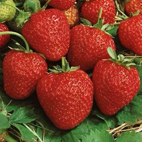 Клубника КОРОНА  Клубника КОРОНА в Витебске