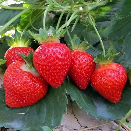 Клубника ТЕА  Клубника ТЕА в Витебске