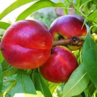 Нектарин в Витебске